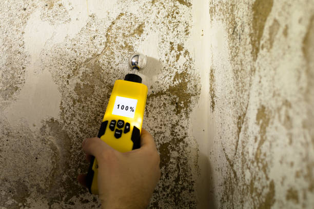 Best Black Mold Removal  in Munford, AL